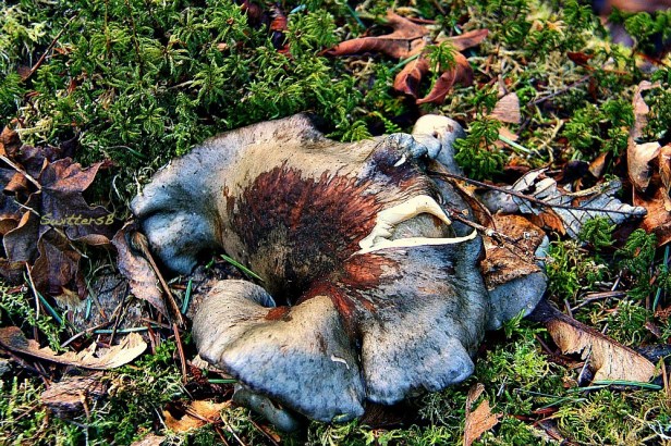 Forest Floor SwittersB