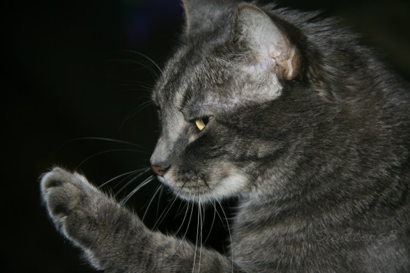 Penny Hold it SwittersB