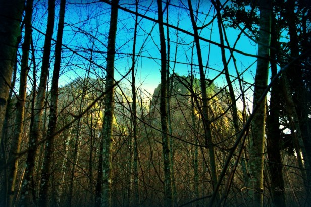 Alder Latticework SwittersB