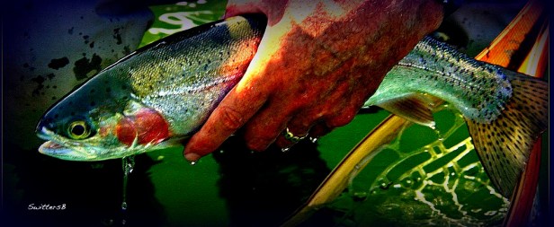 SwittersB Rainbow Trout Release Photography