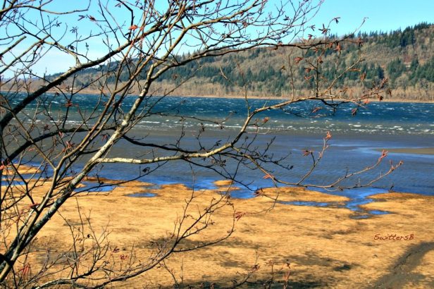 branches CR SwittersB