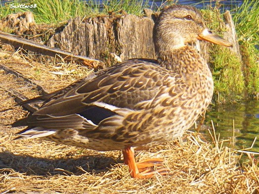 -friendly duck SwittersB ™