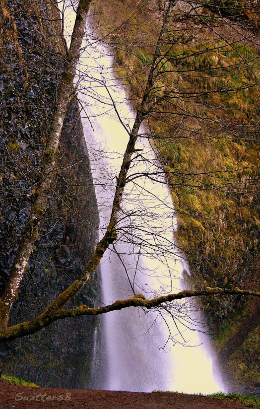 horsetail and tree swittersb