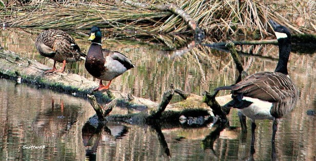 photography-birds-ducks-goose-swittersb-reed lake