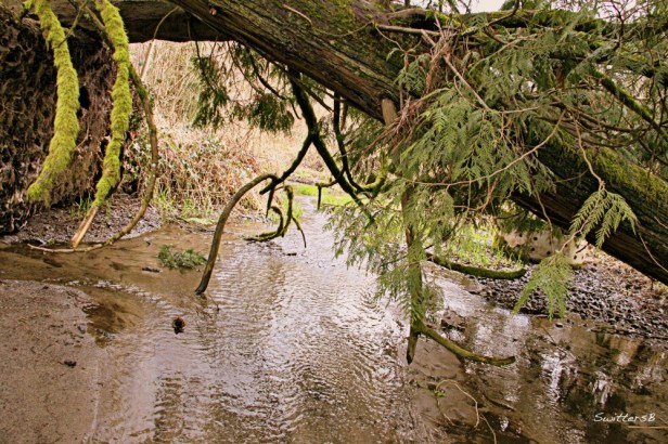 photography-crystal springs-headwaters-portland-nature-swittersb