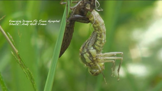 Photography-Dragon Fly-Emerger-Andy Holt-SwittersB-Vimeo