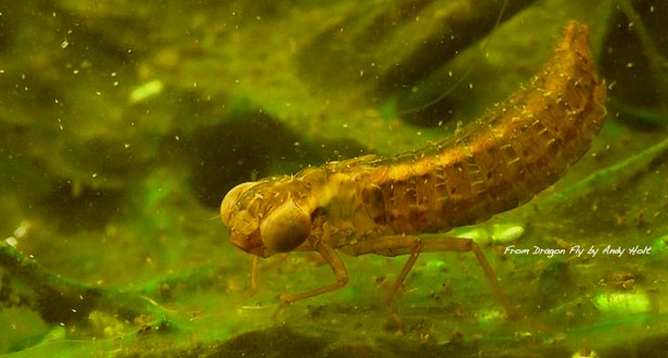 photography-dragon nymph-Andy Holt-fly fishing-SwittersB