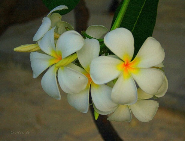 photography-flowers-tropical-travel-swittersb