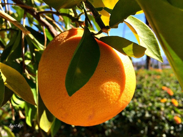 photography-grapefruit-food-citrus-swittersb-bucky