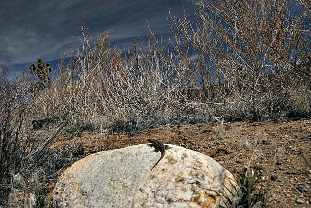 photography-lizard-desert-SwittersB