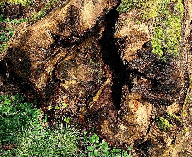 photography-log-trees-nature-SwittersB-decay