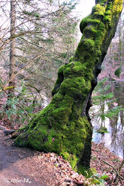 photography-moss-nature-northside-swittersb