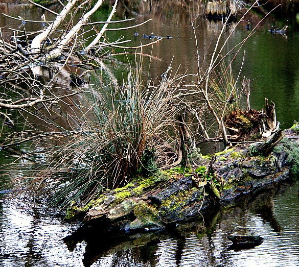 photography-pond-nature-old log-reed lake-swittersb