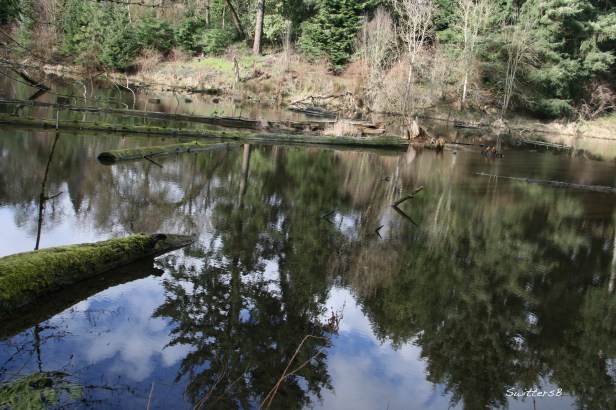 photography-reed lake-habitat-portland-swittersb