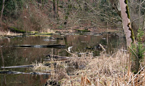 Photography-Reed Lake-Habitat-Portland-SwittersB