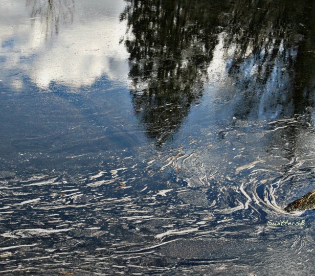 photography--water-Reed Lake-film-surface-SwittersB