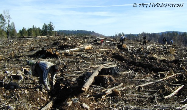 Tree planting, wildfire, fire restoration