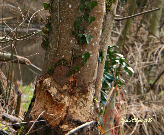 photography-beaver-ivy-damage-nature-tree-swittersb