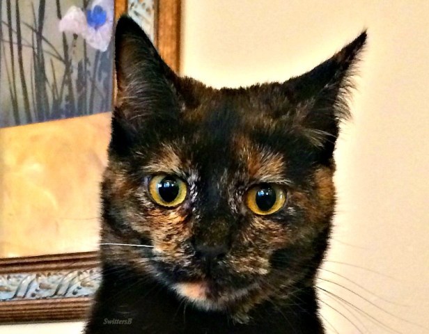 photography-cat-calico-cat eyes-SwittersB