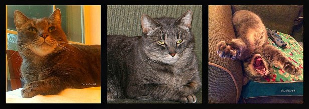 photography-cat-pet-tabby-penny-swittersb