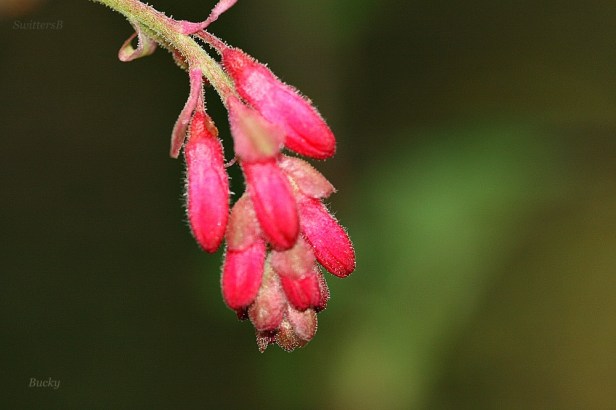 photography-flower buds-nature-Bucky-SwittersB