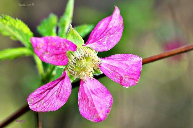 Photography-Flower-Nature-Bucky-SwittersB