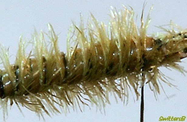 photography-fly tying-peacock--dyed-herl-swittersb