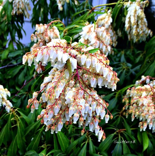 Photography-Garden-Flowering Shrub-SwittersB