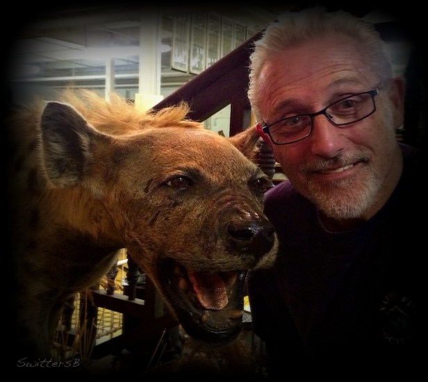 Photography-Hyena-Animals-SwittersB