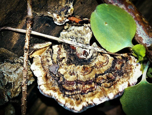 photography-lichen-nature-Reed Canyon-Bucky-SwittersB