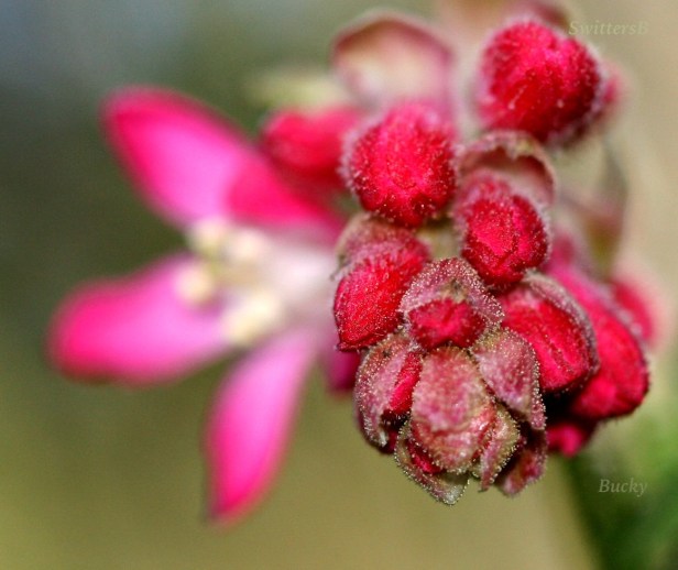 photography-macro-flowers-buds-Reed Canyon-SwittersB
