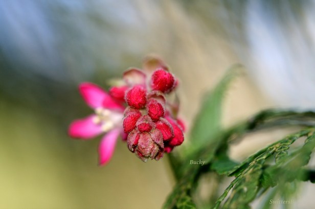 photography-macro-flowers-Reed Canyon1-SwittersB