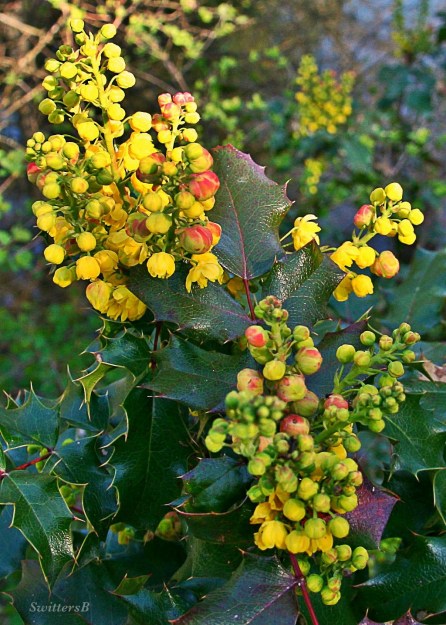 photography-plants-oregongrape-berries-Reed Canyon-SwittersB