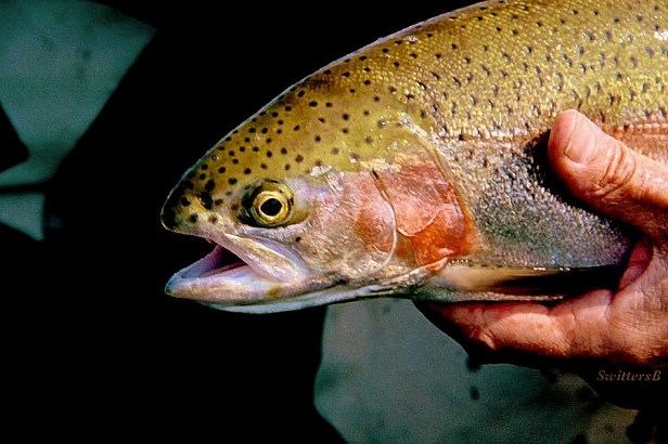 Photography-Rainbow Trout-Oregon-Fly Fishing-SwittersB--