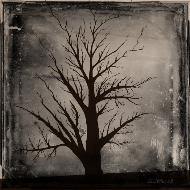 Photography-Stark Tree-Black White-SwittersB