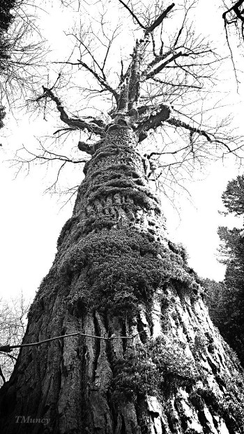 Photography-Tall Tree-Oregon-TMuncy-SwittersB