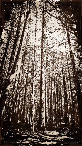 --photography-tall trees-Oregon-TMuncy-SwittersB