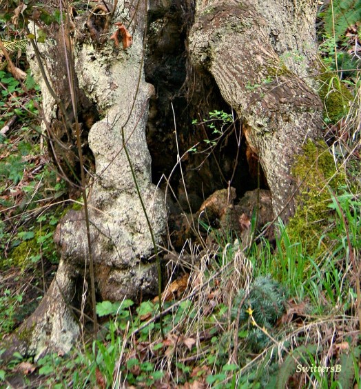 photography-tree-trunk-hollow-shelter-swittersB