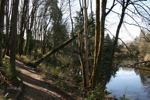 Photography-Trees-Leaning Tree-Reed Canyon-SwittersB