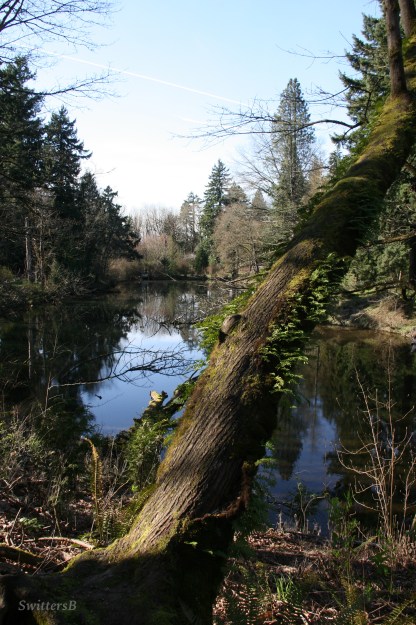 Photography-Trees-Leaning Tree-SwittersB-Reed Canyon