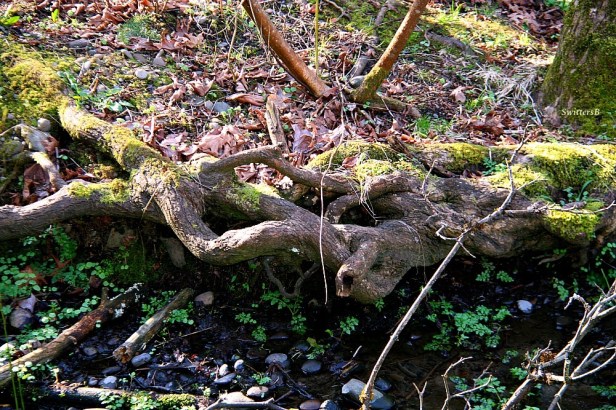 photography-trees-roots-swittersb