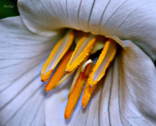 photography-trillium-stamens-flowers-Bucky-SwittersB