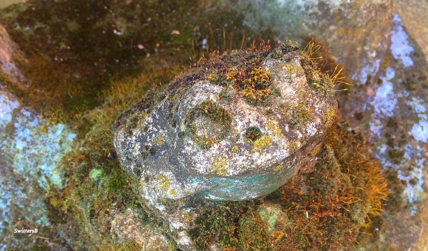 Photography-Yard Art-Frog-Moss-SwittersB