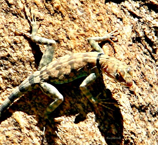 photography-banded rock lizard-Tahquitz Canyon-SwittersB