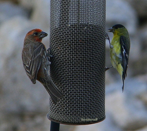 photography-birds-desert-SwittersB