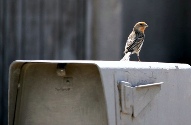 photography-birds-mailbox-airmail-SwittersB