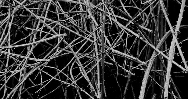 photography-briars-thicket-thorns-SwittersB