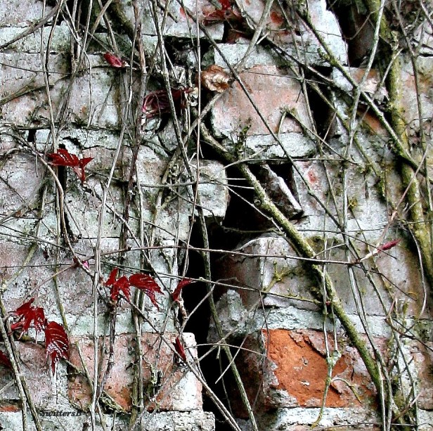Photography-Brick-Cracked-Vines-SwittersB