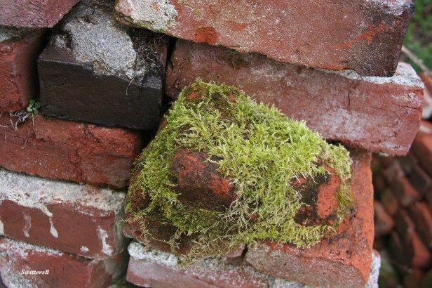 Photography-Brick-Moss-SwittersB