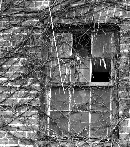 photography-brick-vines-broken window-old building-SwittersB